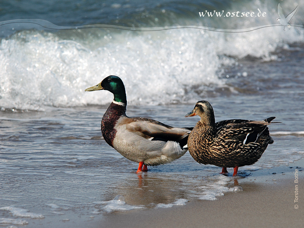 Hintergrundbild: Enten an der Ostsee