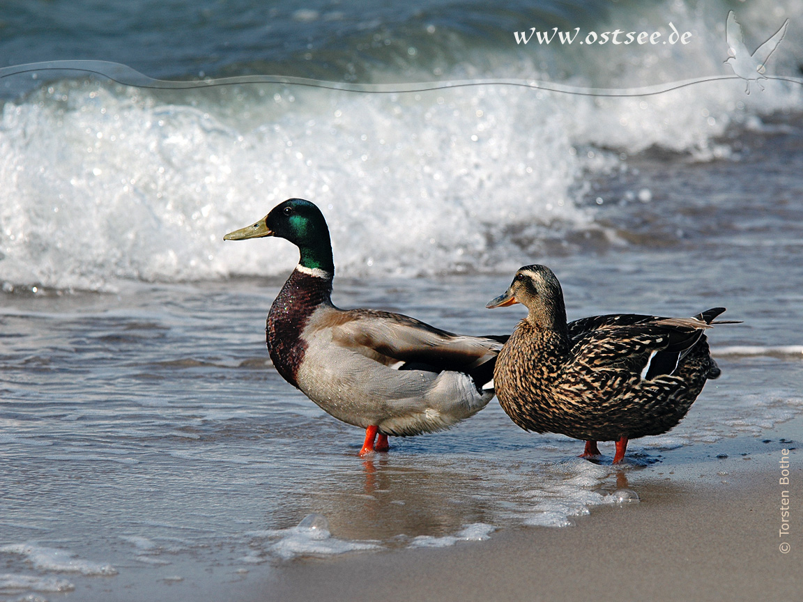 Enten an der Ostsee