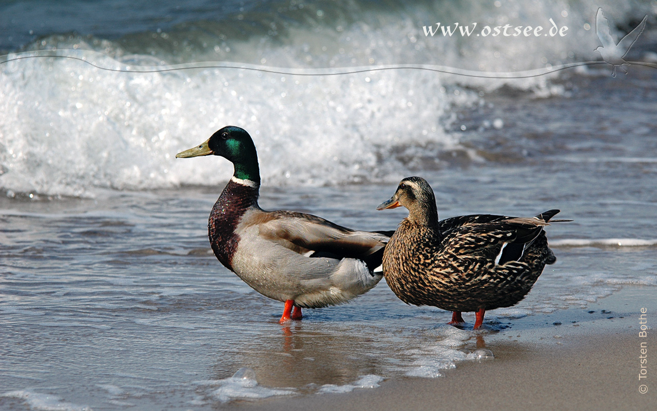 Enten an der Ostsee