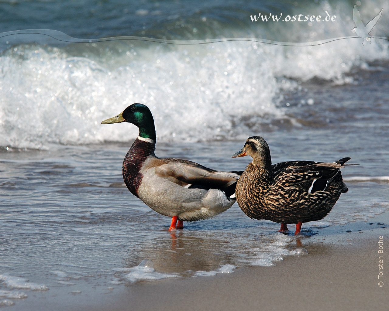 Hintergrundbild: Enten an der Ostsee