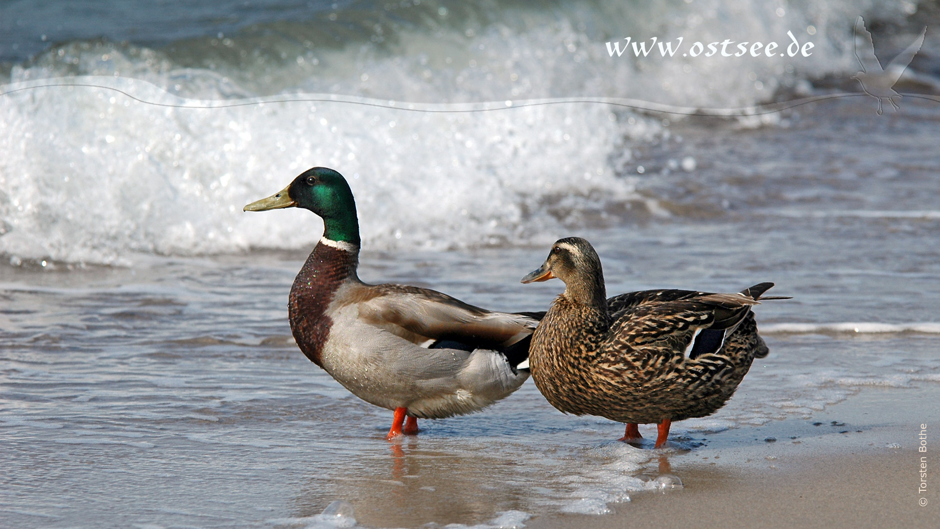 Hintergrundbild: Enten an der Ostsee