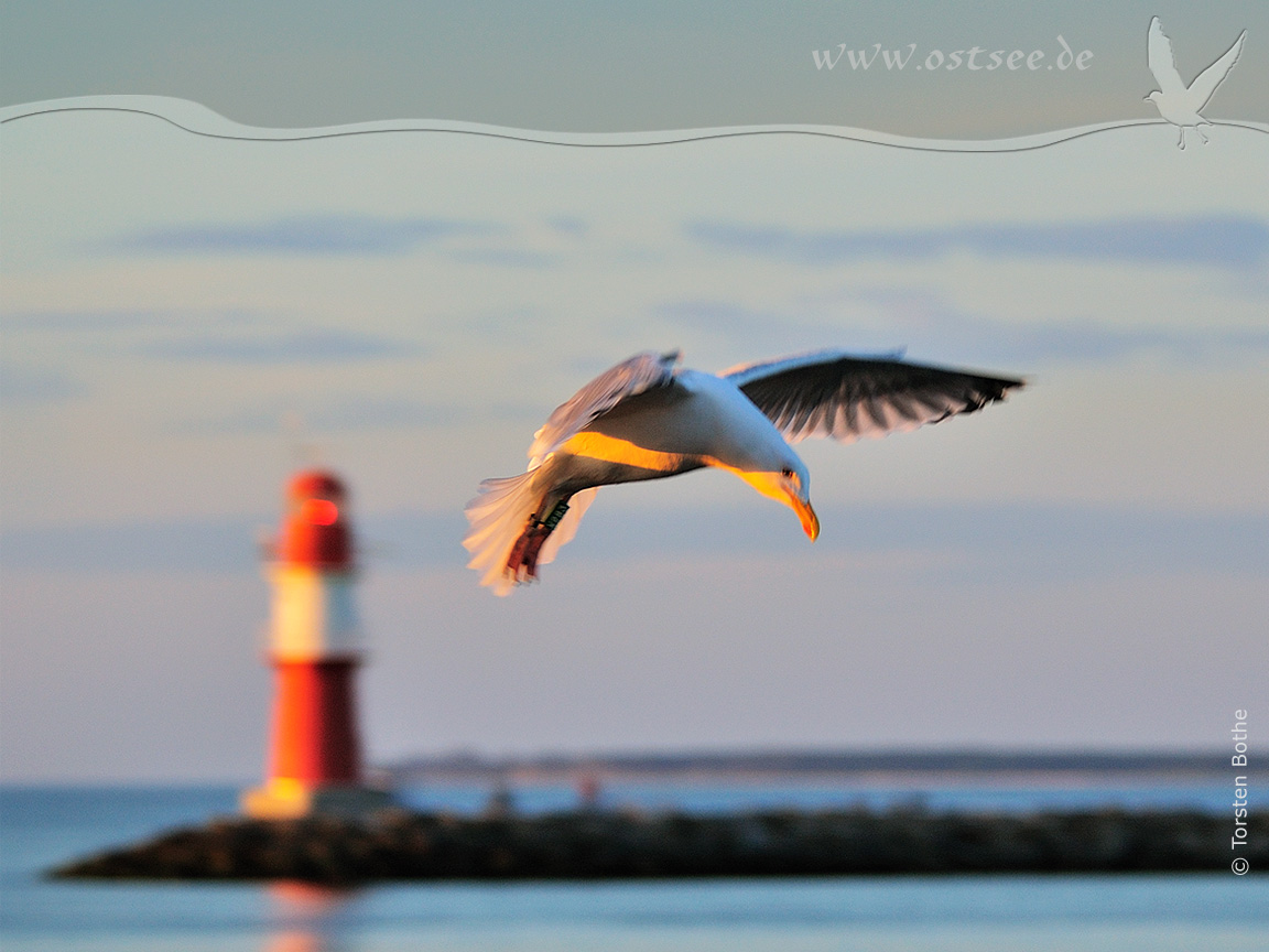 Hintergrundbild: Möwe in der Abendsonne