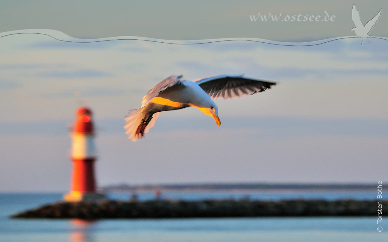 Hintergrundbild: Möwe in der Abendsonne