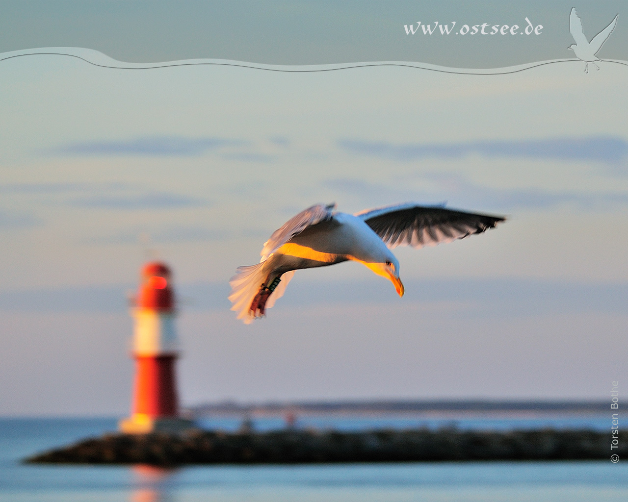 Hintergrundbild: Möwe in der Abendsonne