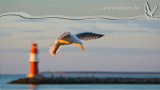 Möwe in der Abendsonne