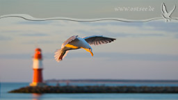 Möwe in der Abendsonne