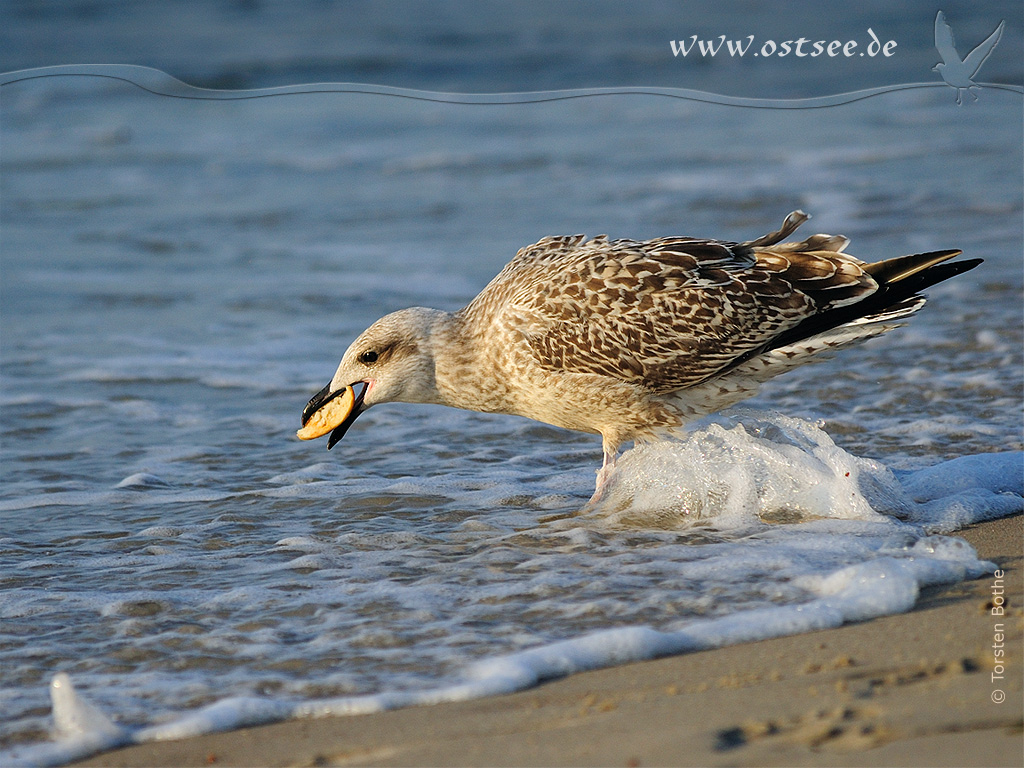 Hintergrundbild: Möwe am Ostseestrand