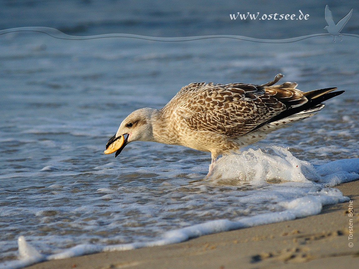 Hintergrundbild: Möwe am Ostseestrand