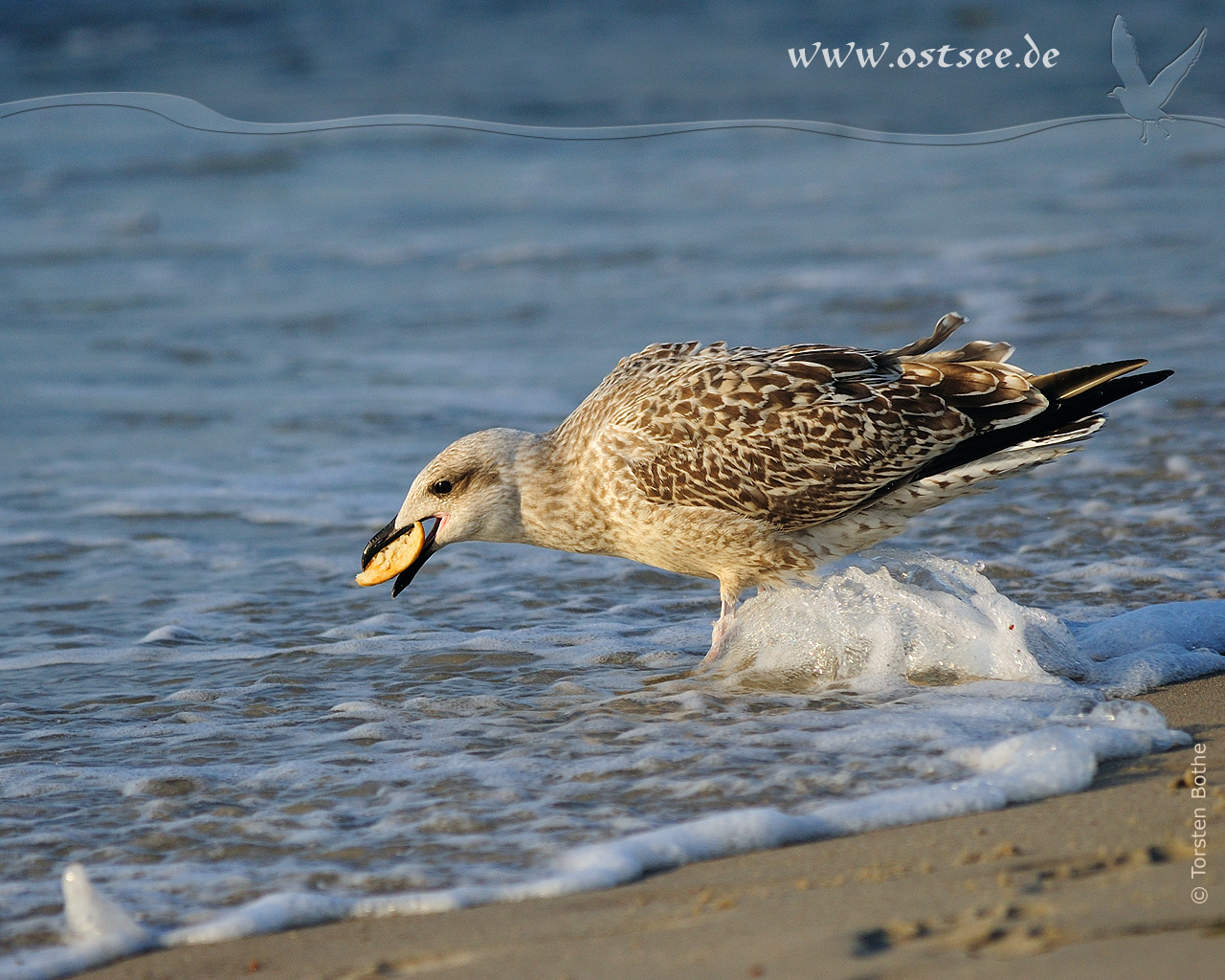 Hintergrundbild: Möwe am Ostseestrand