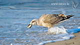 Möwe am Ostseestrand