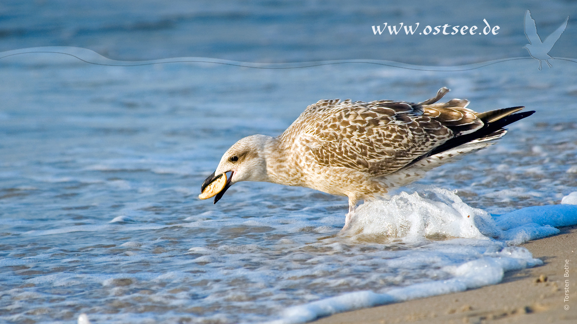 Hintergrundbild: Möwe am Ostseestrand