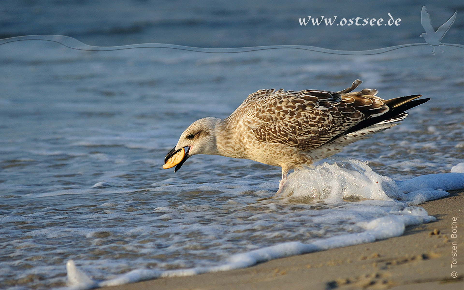 Hintergrundbild: Möwe am Ostseestrand