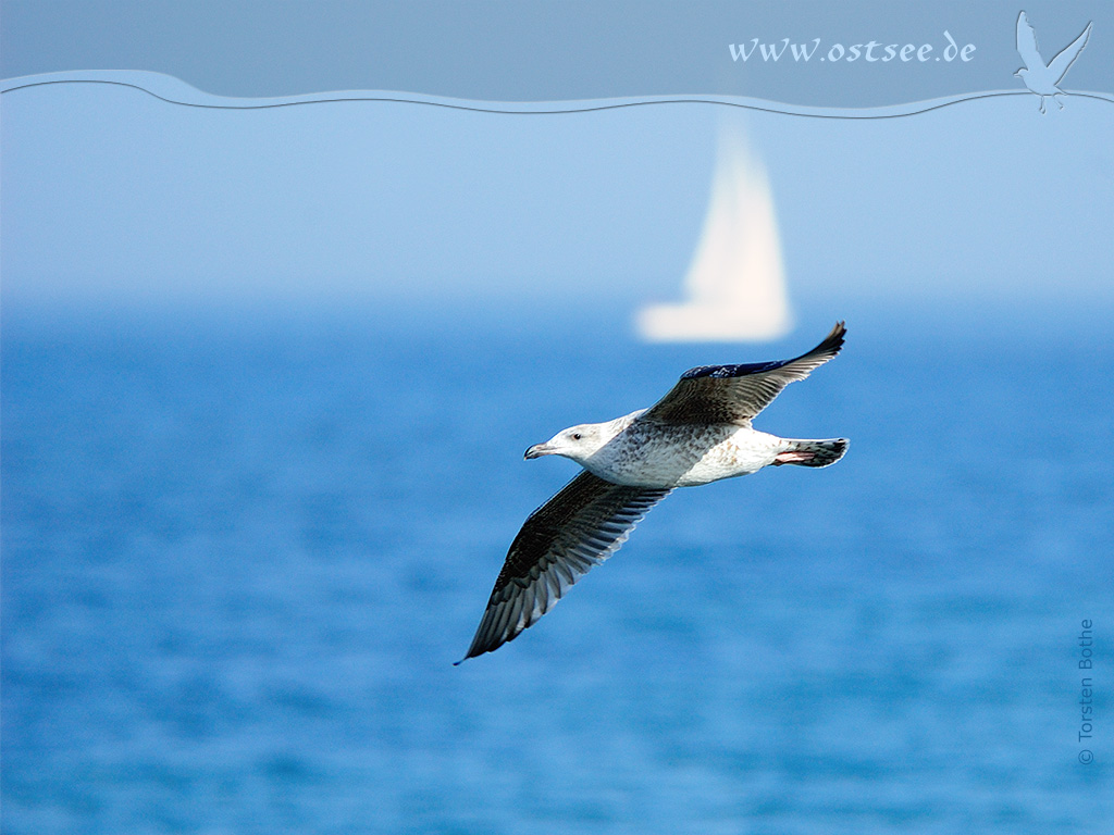 Hintergrundbild: Möwe an der Ostsee