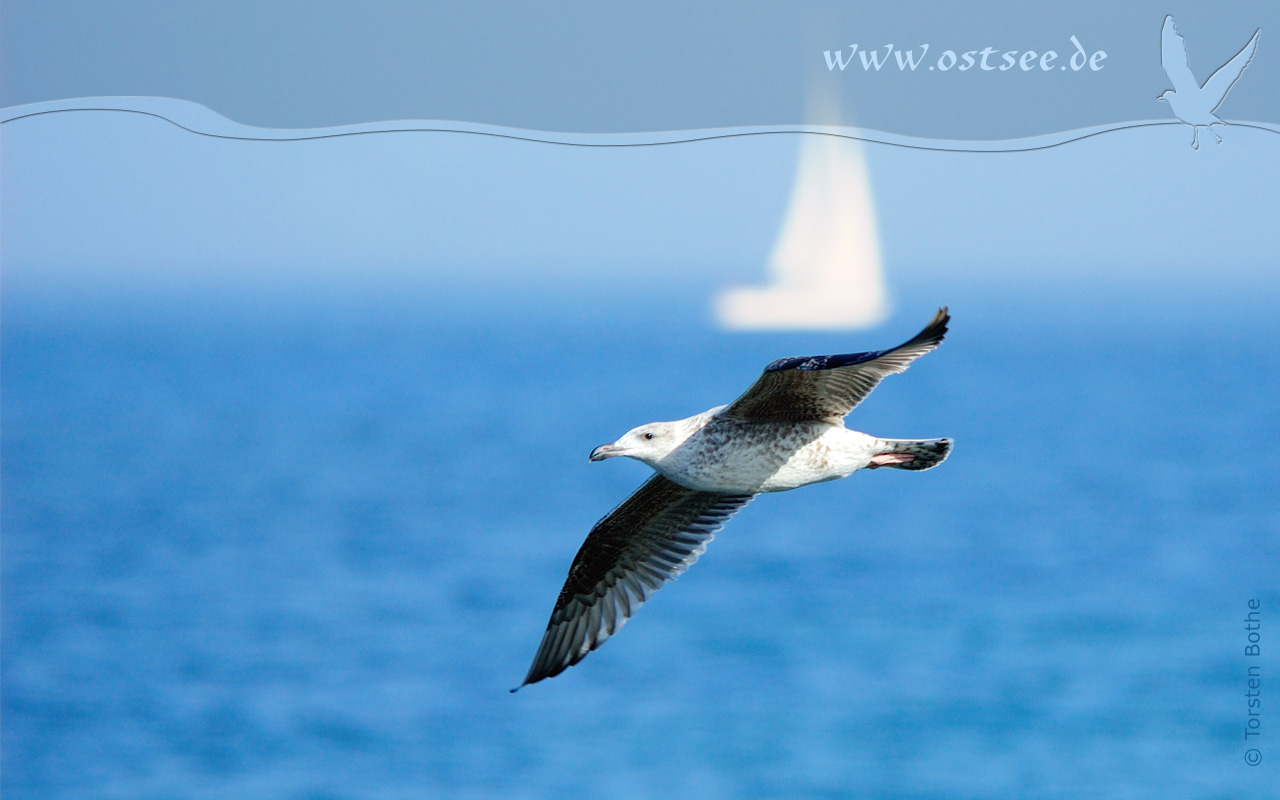 Hintergrundbild: Möwe an der Ostsee