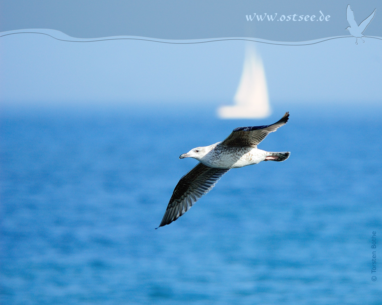 Möwe an der Ostsee