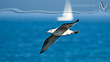 Möwe an der Ostsee