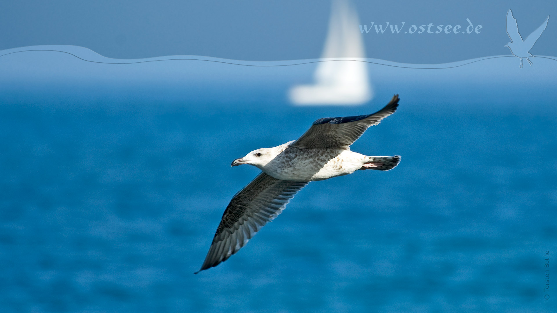 Hintergrundbild: Möwe an der Ostsee