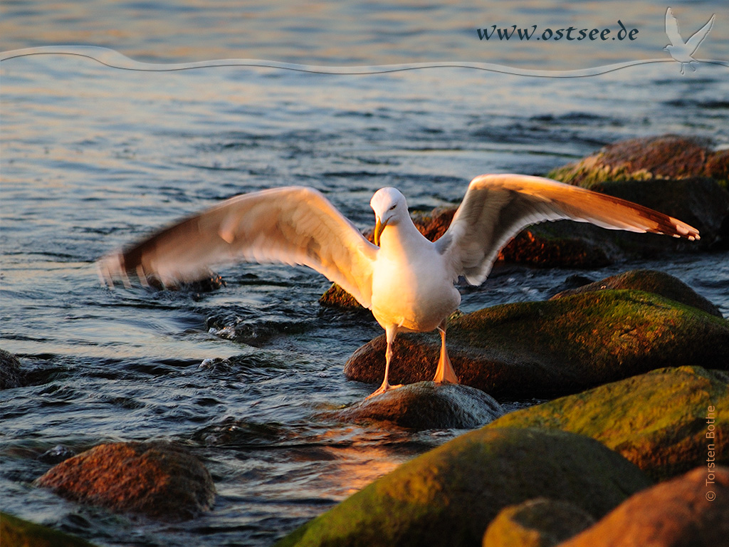 Möwe an der Ostsee