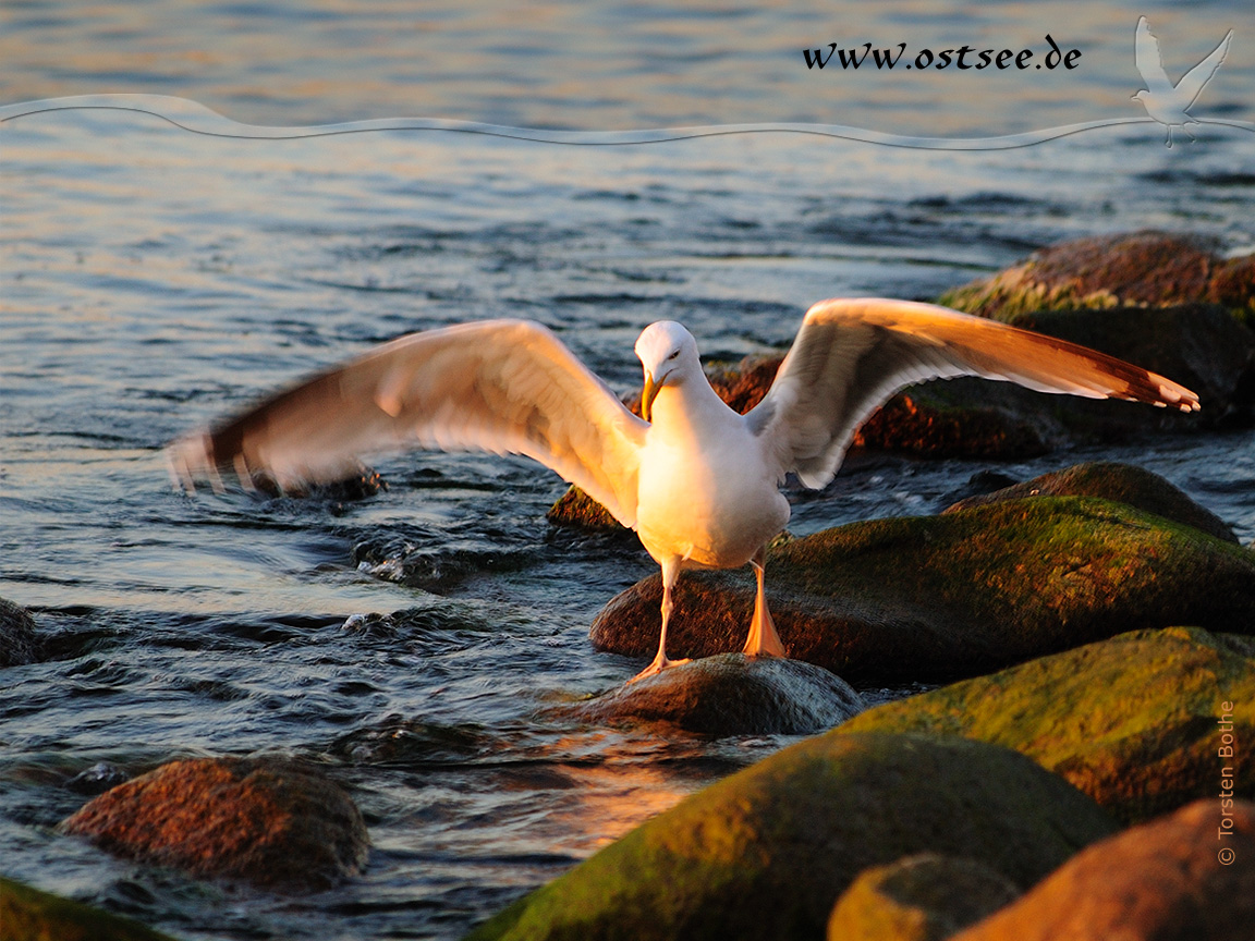 Hintergrundbild: Möwe an der Ostsee