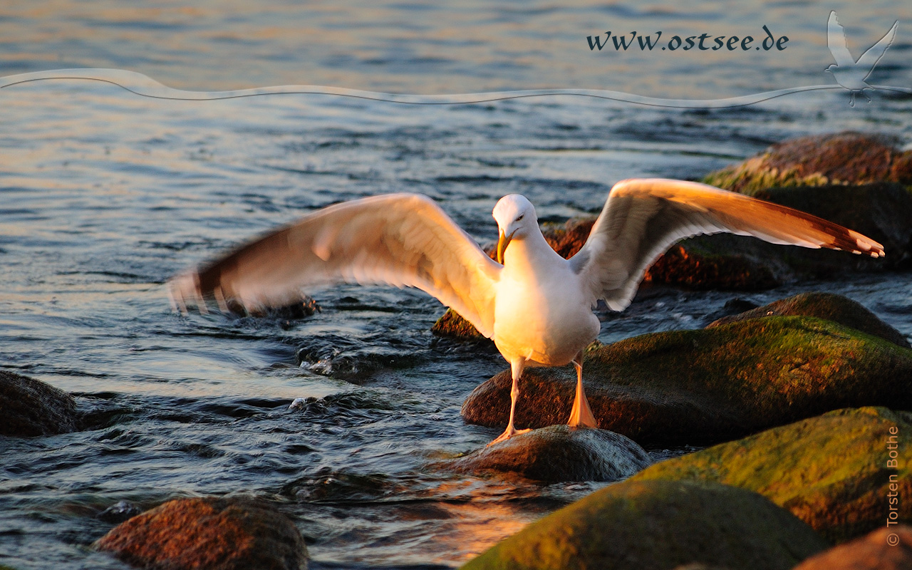 Möwe an der Ostsee