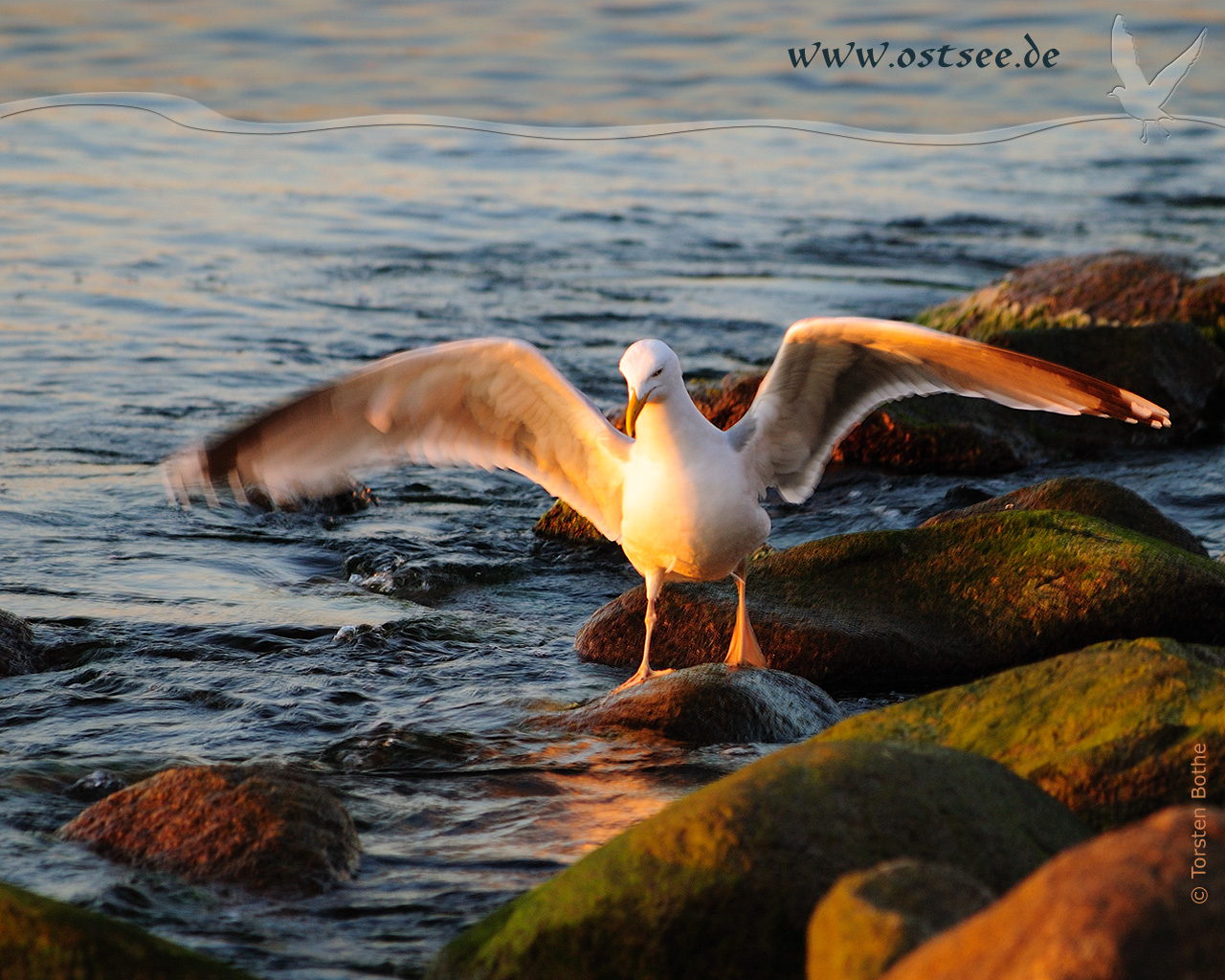 Hintergrundbild: Möwe an der Ostsee