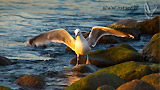 Möwe an der Ostsee