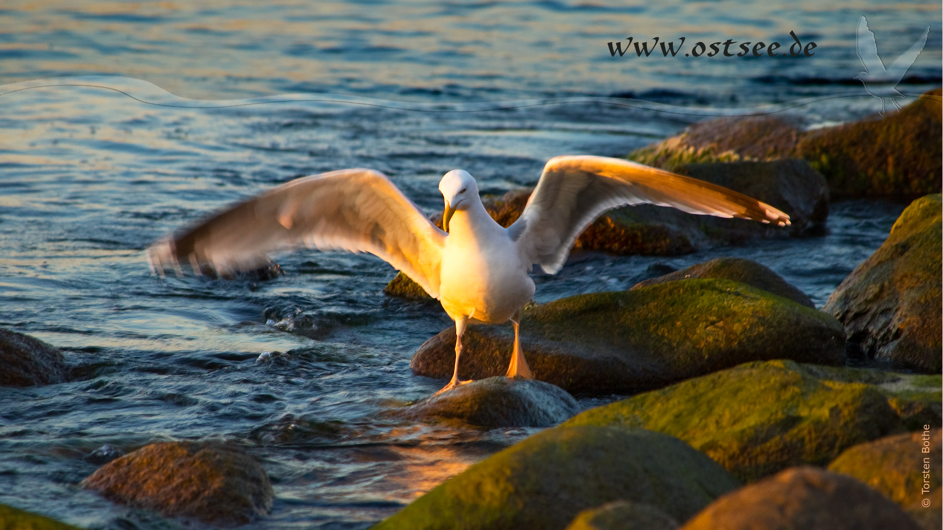 Hintergrundbild: Möwe an der Ostsee