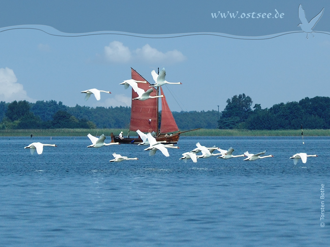 Schwäne und Zeesboot an der Ostsee