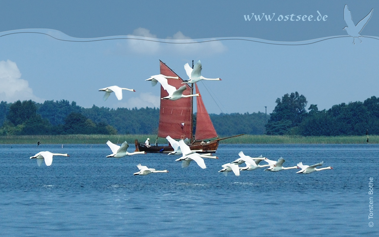 Schwäne und Zeesboot an der Ostsee