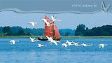 Schwäne und Zeesboot an der Ostsee