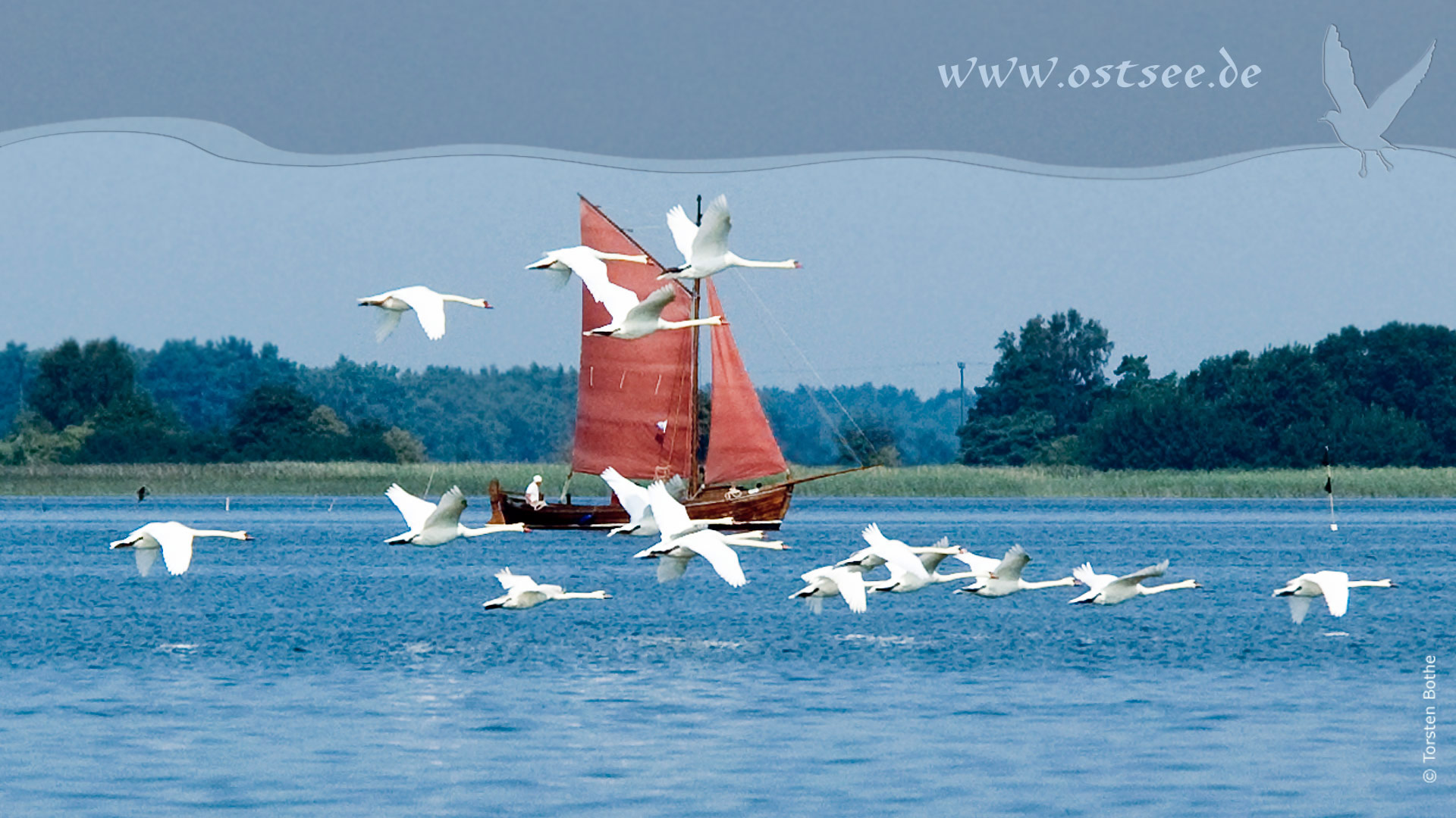 Schwäne und Zeesboot an der Ostsee