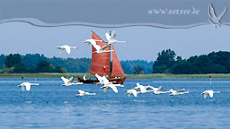 Schwäne und Zeesboot an der Ostsee