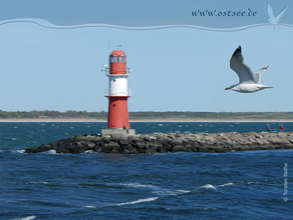 Hintergrundbild: Möwe an der Ostsee Hintergrundbild: Möwe an der Ostsee