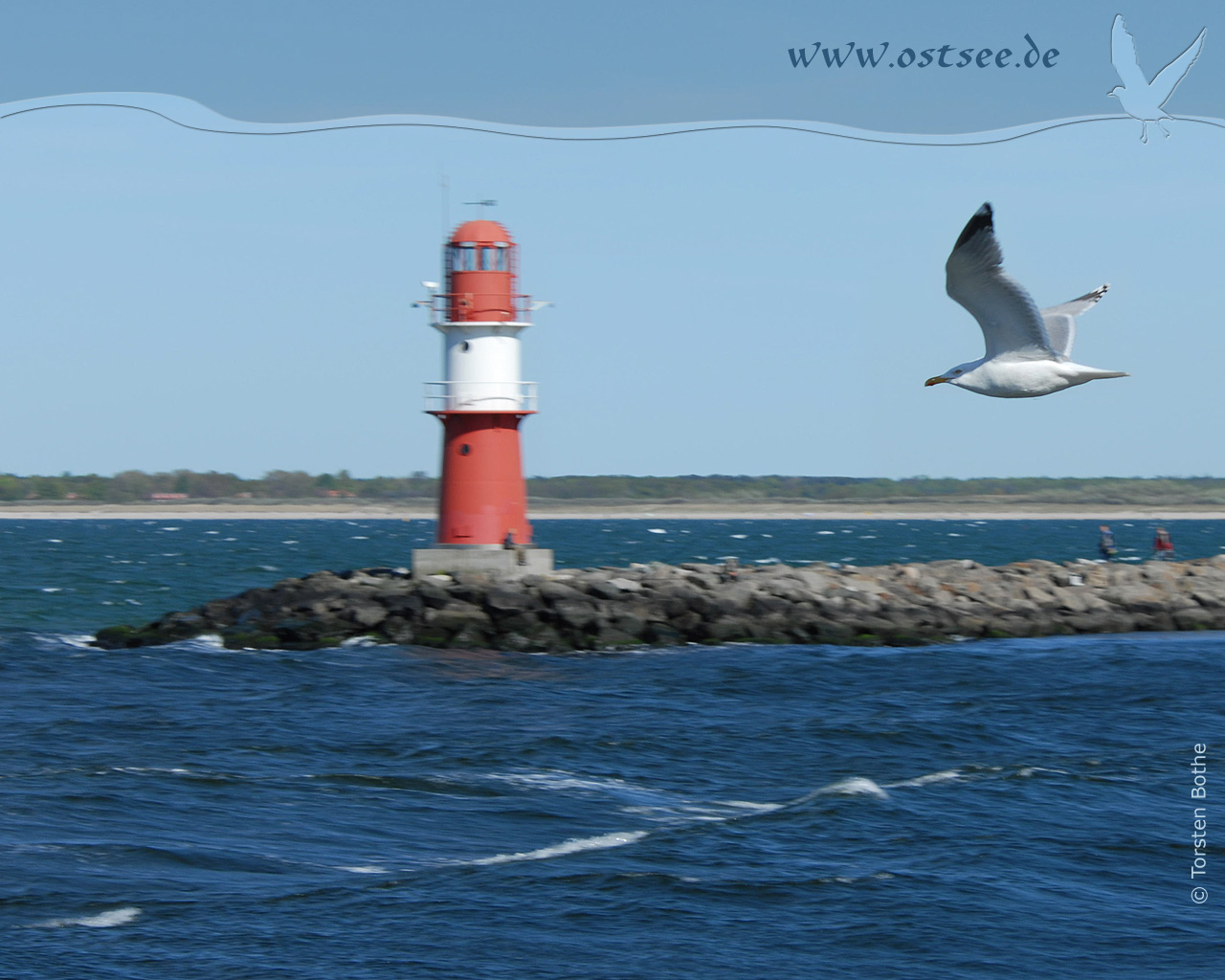 Möwe an der Ostsee