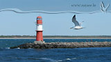 Möwe an der Ostsee