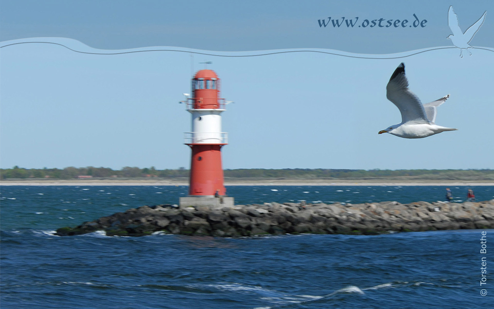 Möwe an der Ostsee