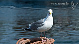 Möwe an der Ostsee