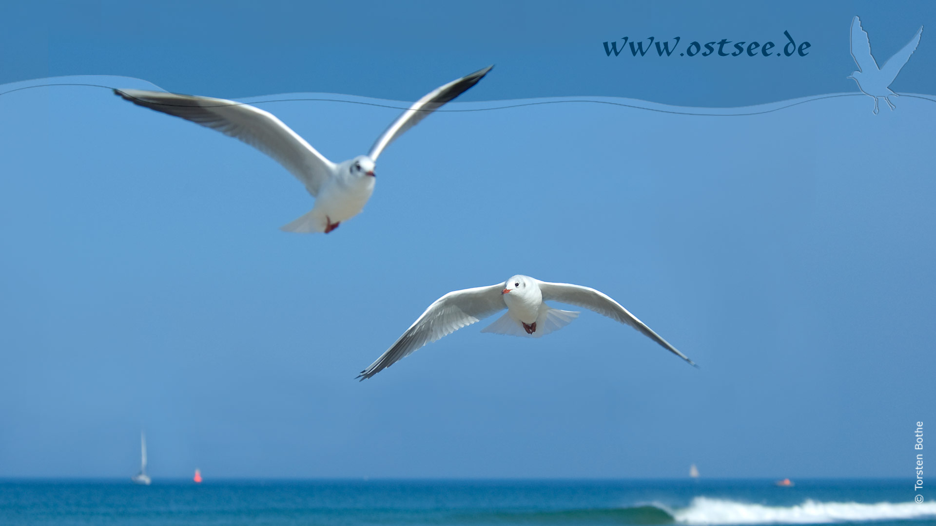 Hintergrundbild: Möwen an der Ostsee