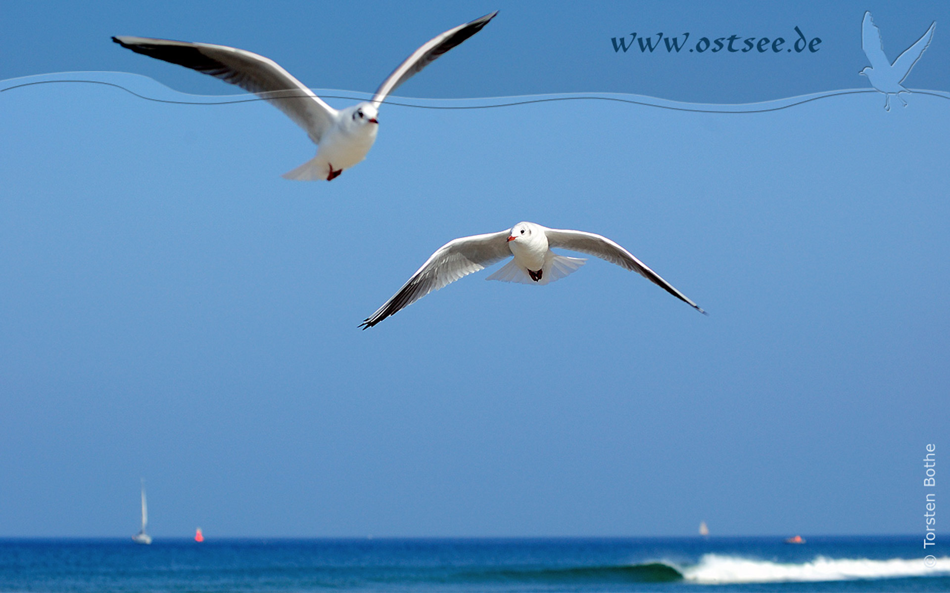 Möwen an der Ostsee