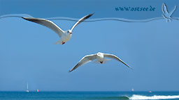 Möwen an der Ostsee