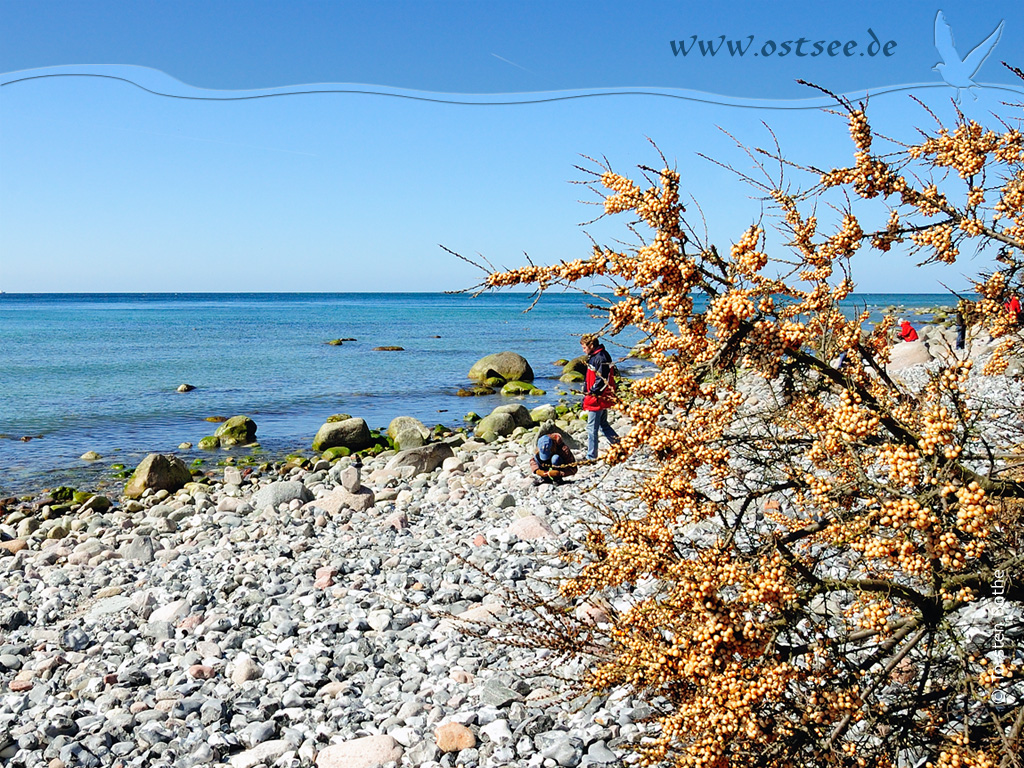 Sanddorn an der Ostsee