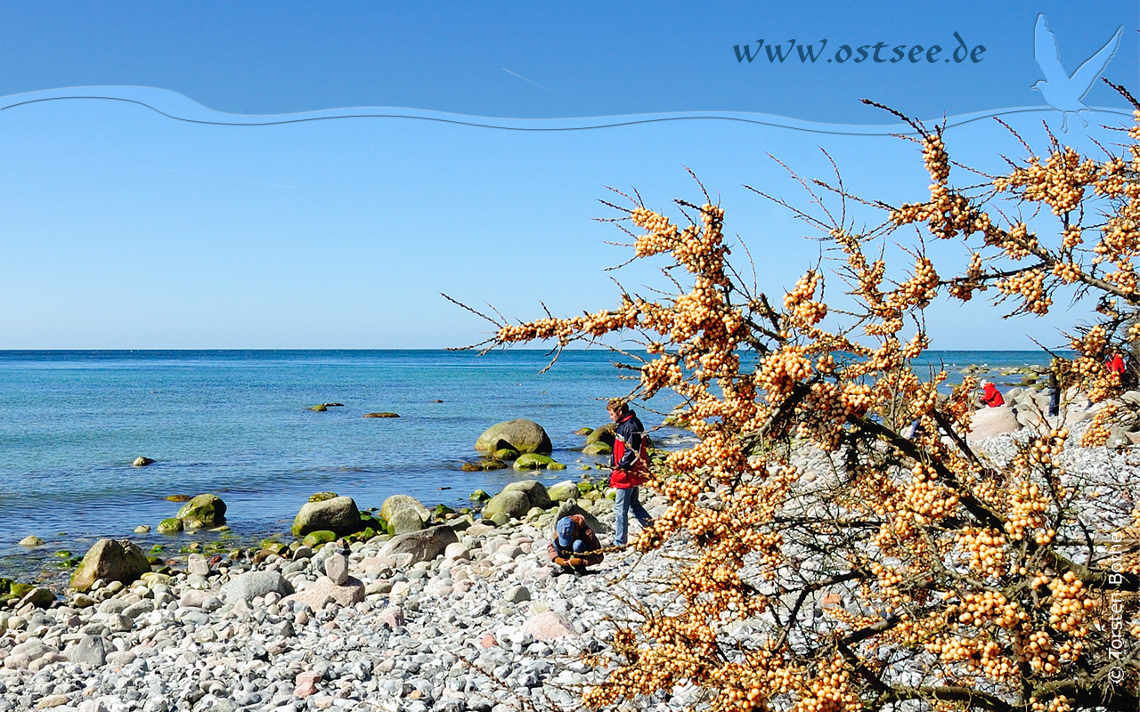 Hintergrundbild: Sanddorn an der Ostsee