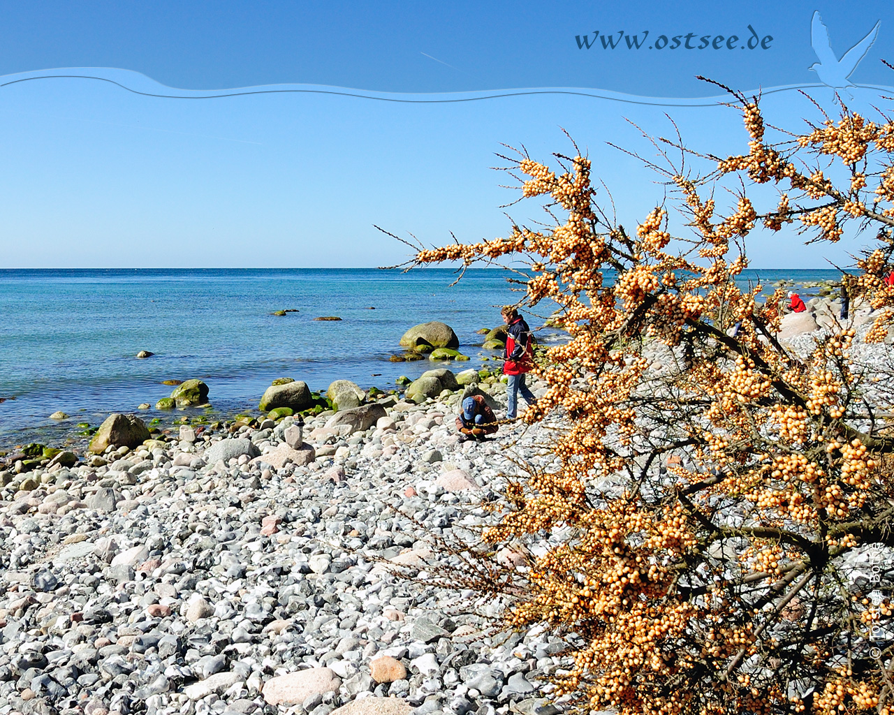 Sanddorn an der Ostsee