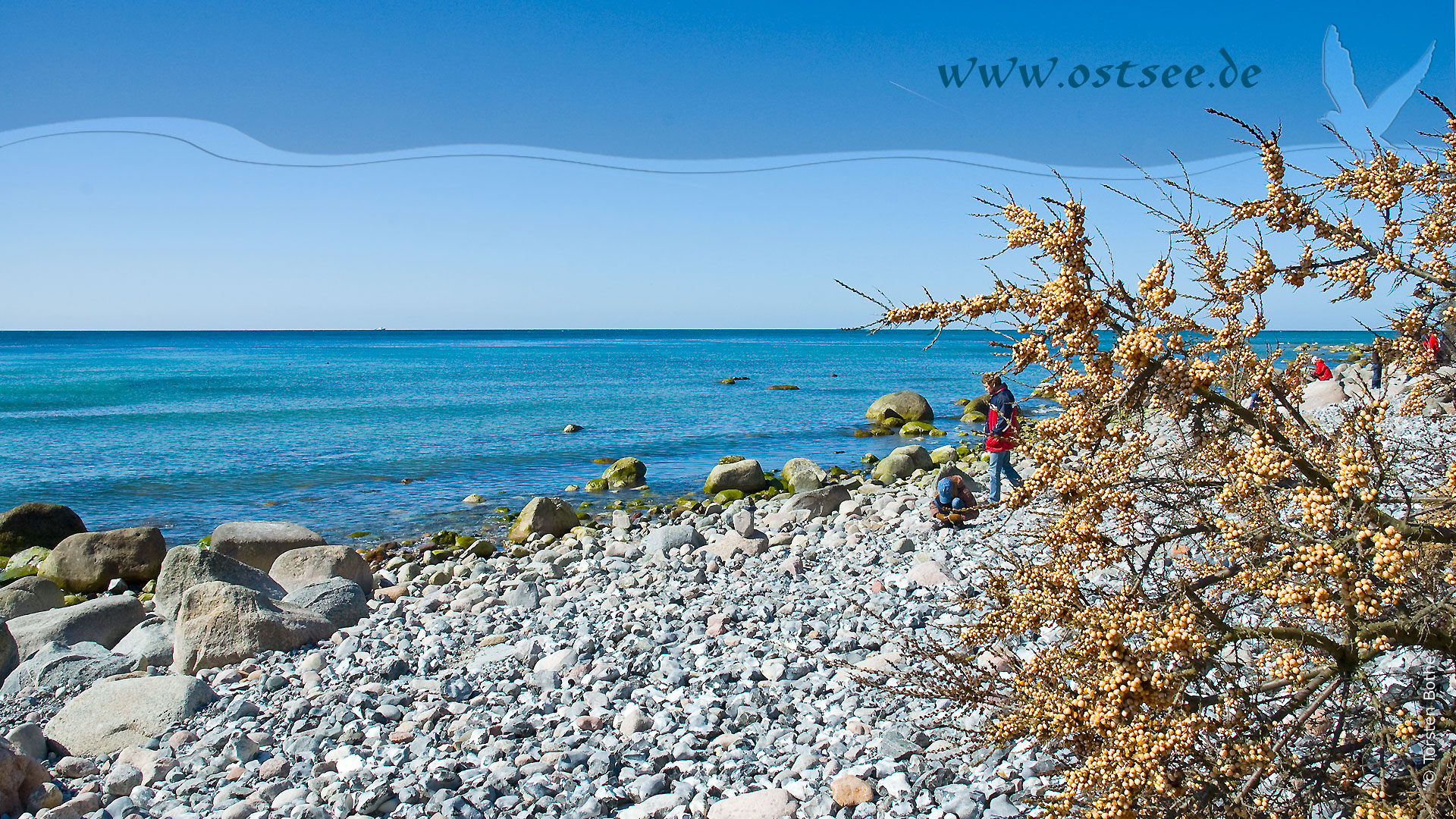 Hintergrundbild: Sanddorn an der Ostsee