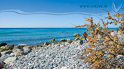 Sanddorn an der Ostsee