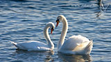 Schwäne an der Ostsee