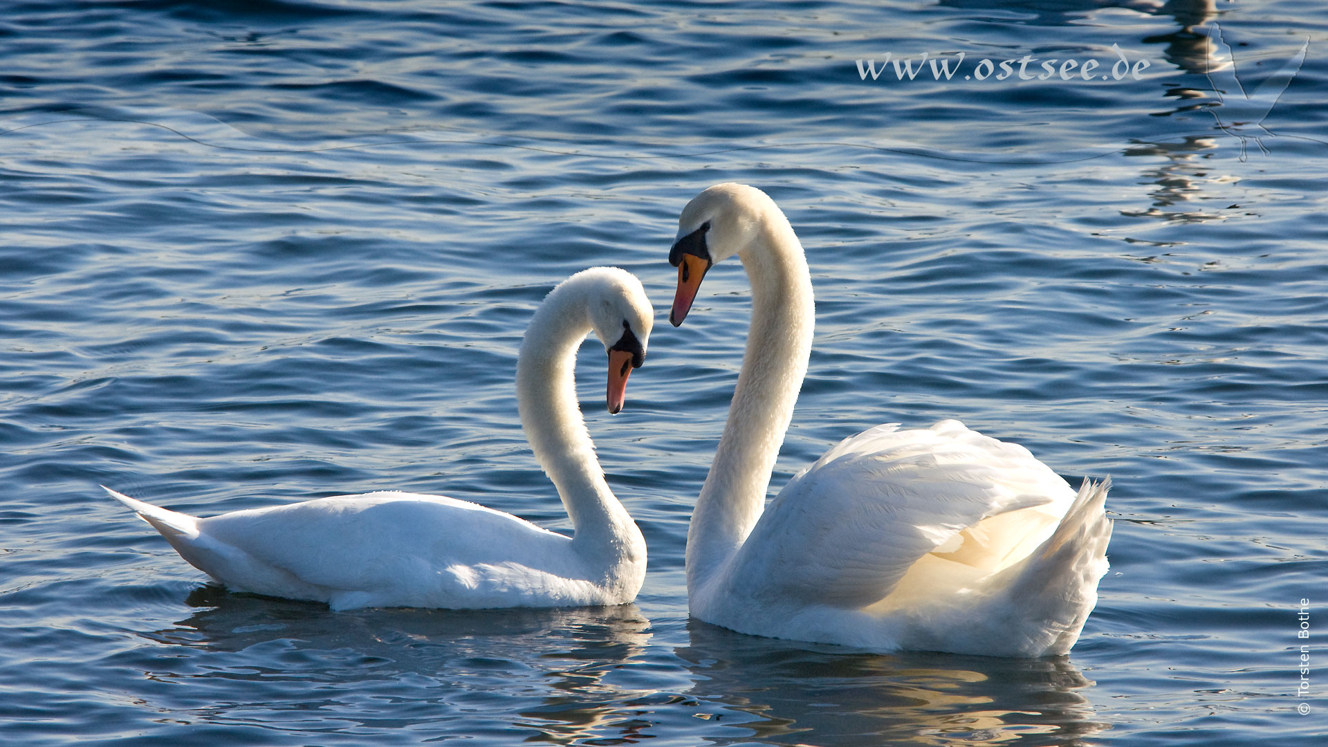 Schwäne an der Ostsee