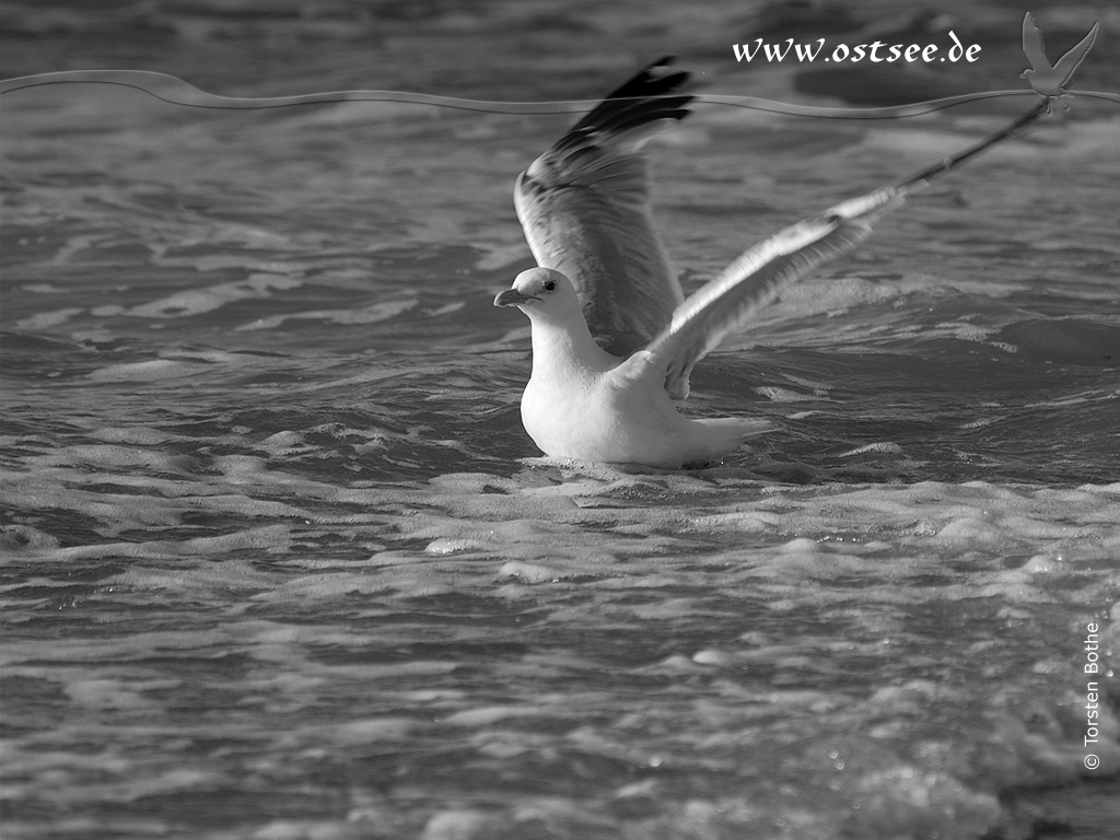 Möwen an der Ostsee