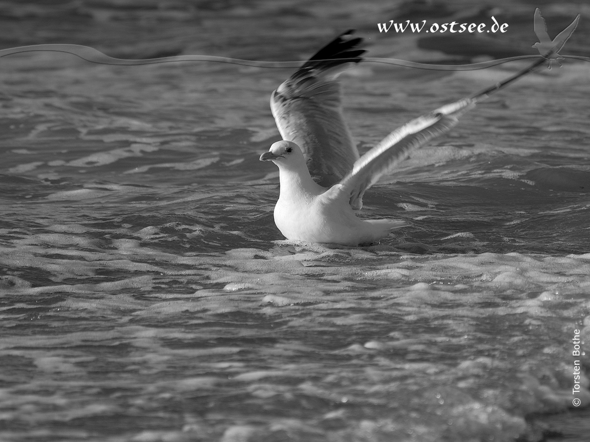 Möwen an der Ostsee