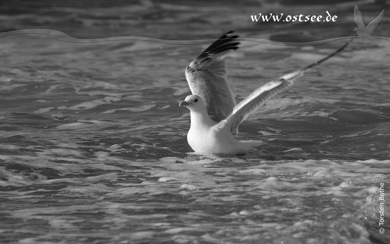 Möwen an der Ostsee